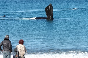 orca voor de kust | Valdez